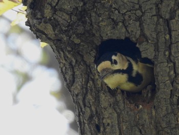 アカゲラ 水元公園 2019年11月17日(日)