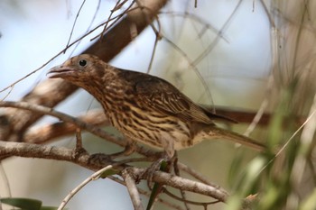 Australasian Figbird Iron Range National Park Sat, 10/12/2019