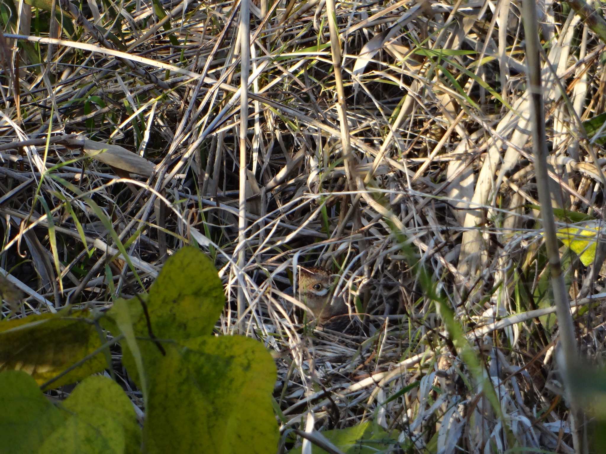 Green Pheasant