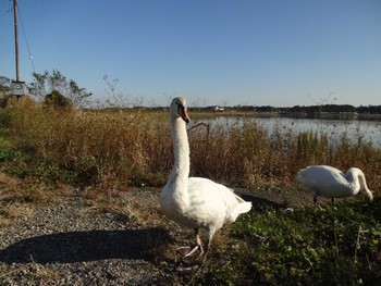 Mute Swan Teganuma Sat, 11/16/2019