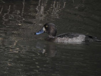 2019年11月16日(土) miyagiの野鳥観察記録