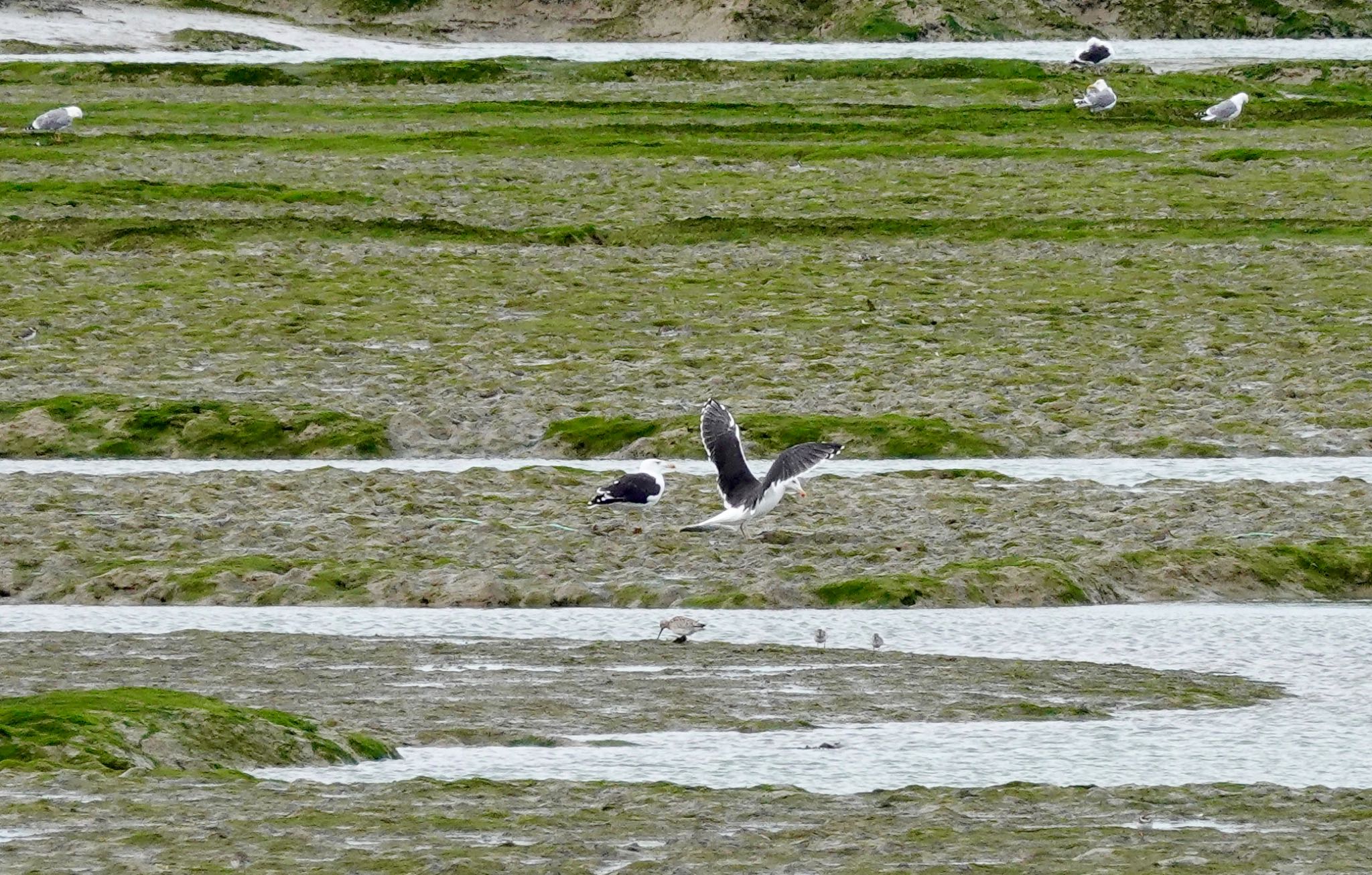 Photo of Great Black-backed Gull at La Rochelle by のどか