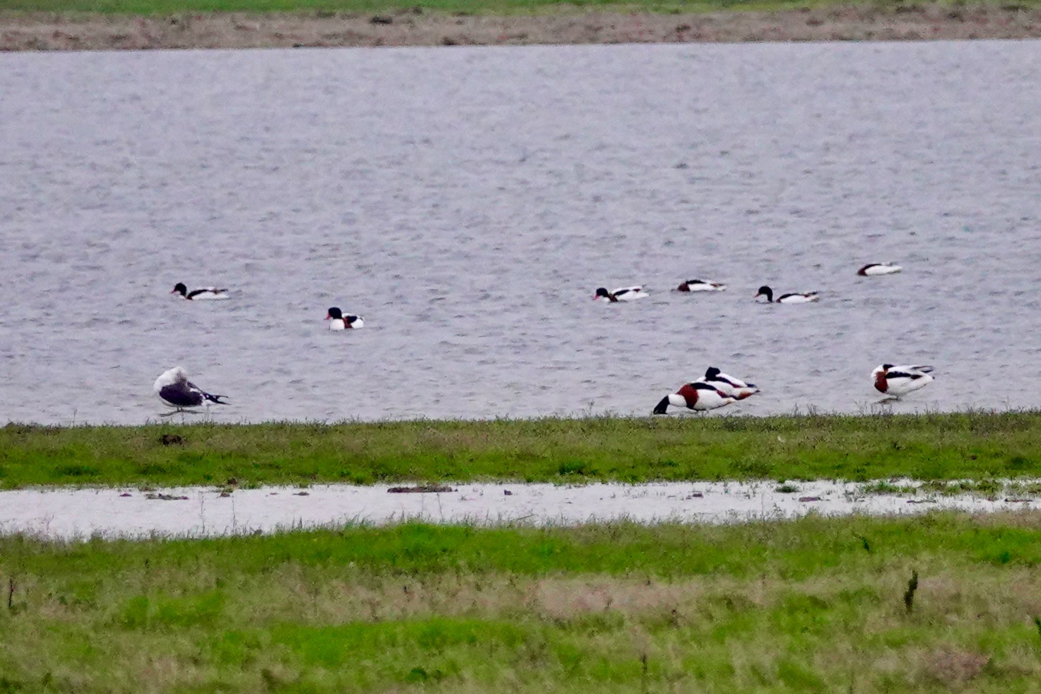 Common Shelduck