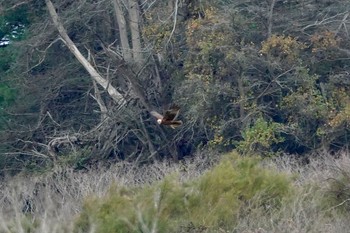 Western Marsh Harrier