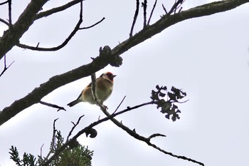 European Goldfinch La Rochelle Wed, 10/23/2019