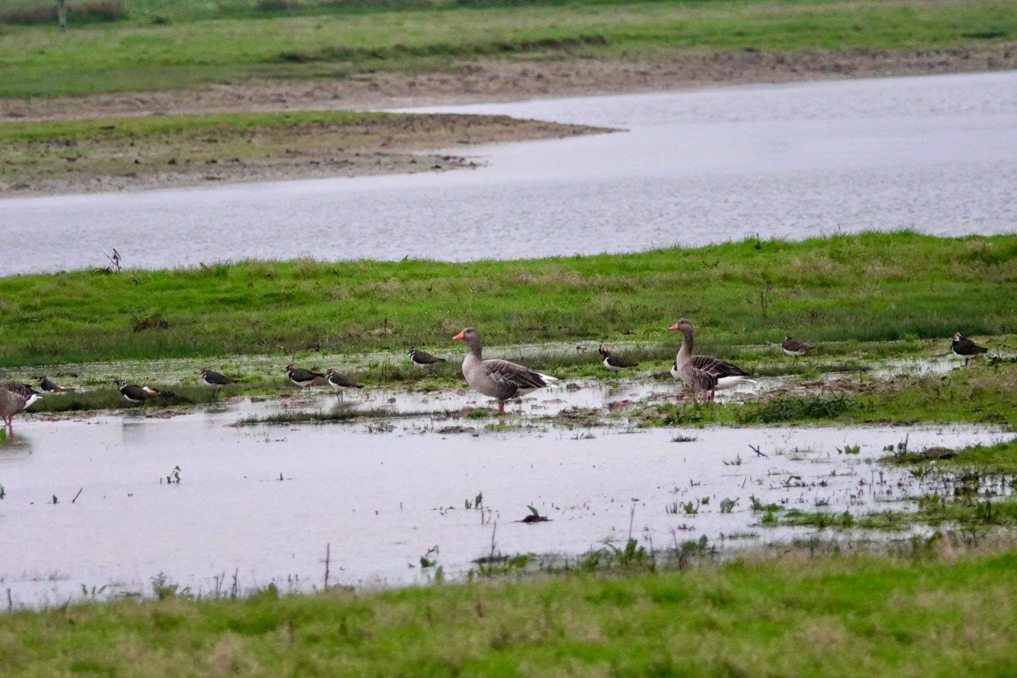 Photo of Greylag Goose at La Rochelle by のどか