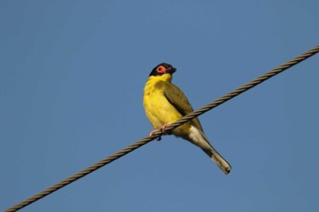 Australasian Figbird Iron Range National Park Sun, 10/13/2019