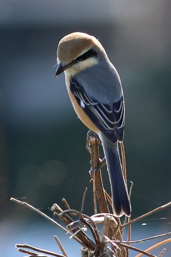 Bull-headed Shrike 住宅街 Mon, 11/18/2019