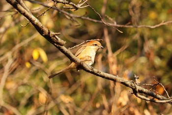 2019年11月15日(金) 三ツ池公園(横浜市鶴見区)の野鳥観察記録