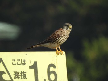 チョウゲンボウ 葛西臨海公園 2019年11月18日(月)