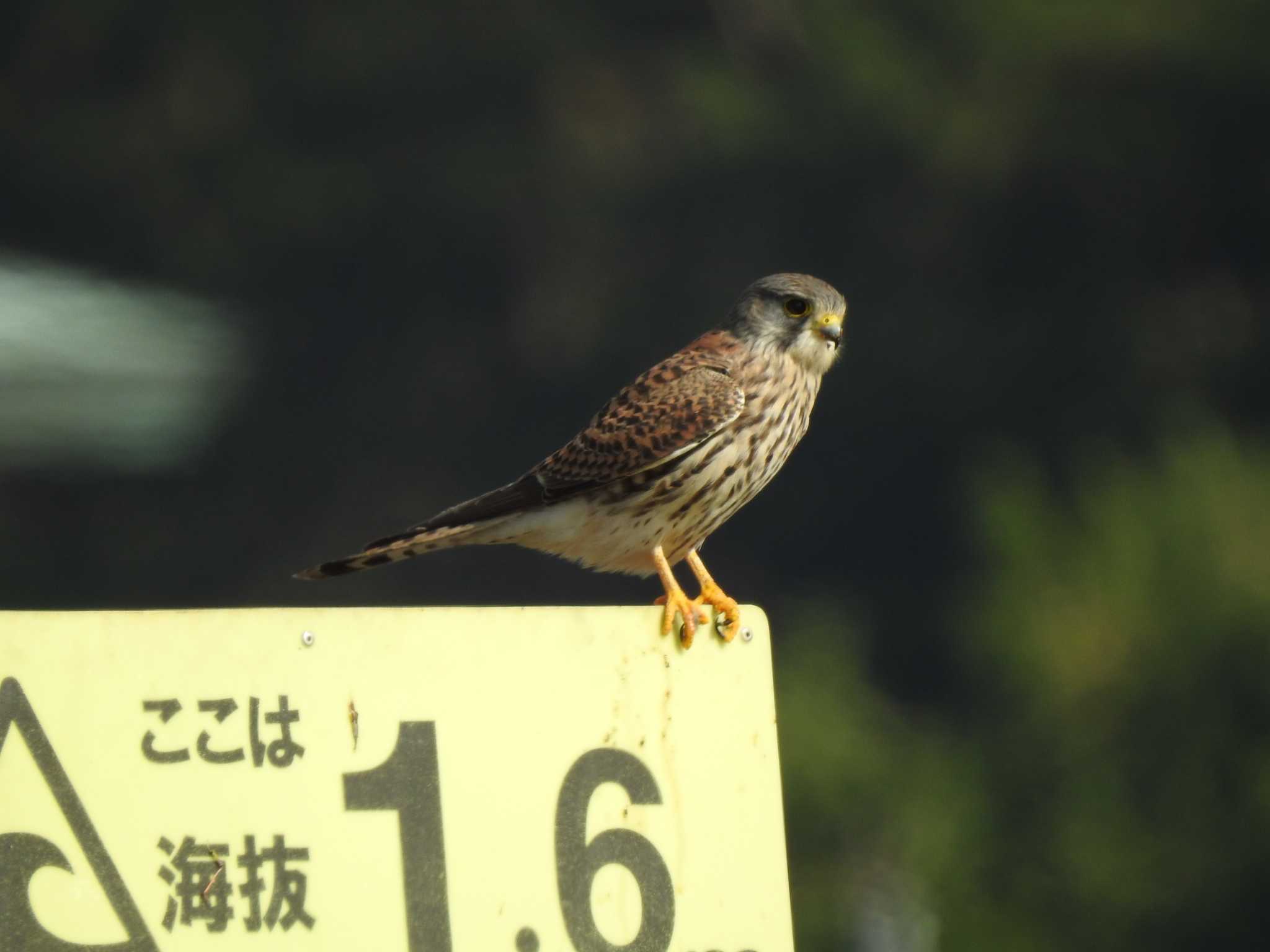 葛西臨海公園 チョウゲンボウの写真 by TK2