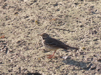 Water Pipit 久米田池 Sat, 11/16/2019
