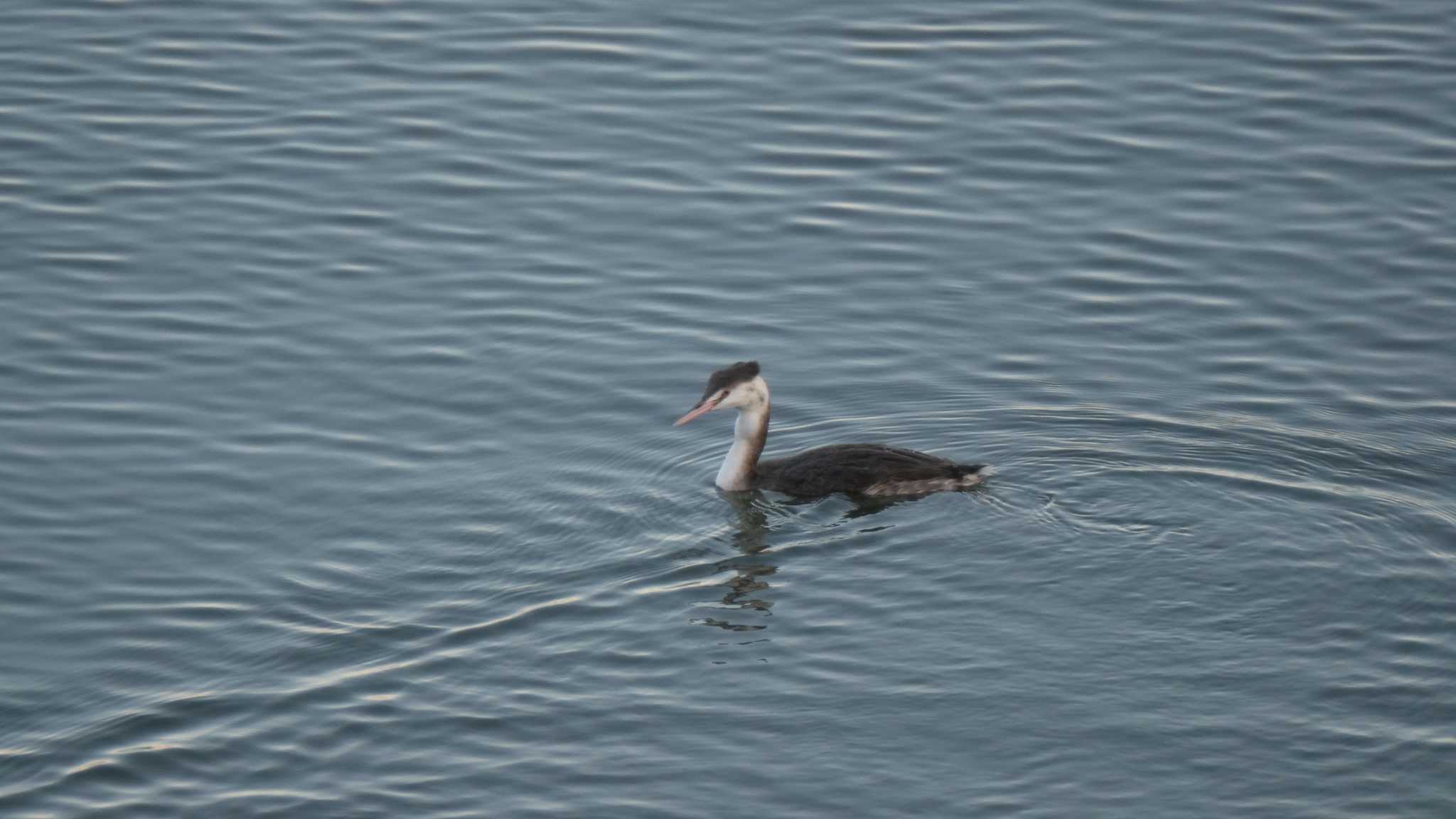 東京港野鳥公園 カンムリカイツブリの写真 by ko1smr