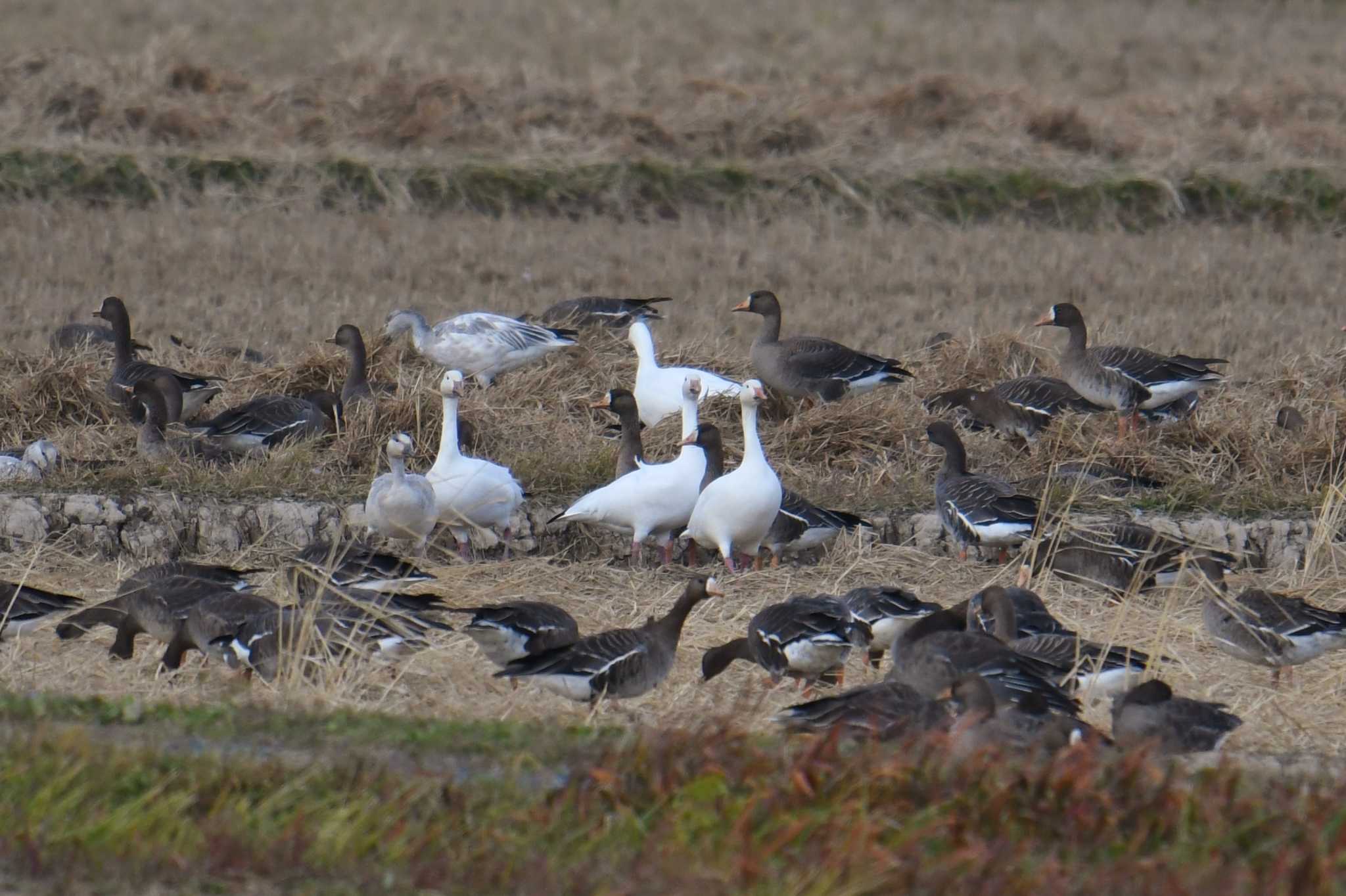 Photo of Snow Goose at Izunuma by あひる