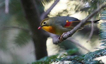 ソウシチョウ 東京都多摩地域 2019年11月16日(土)