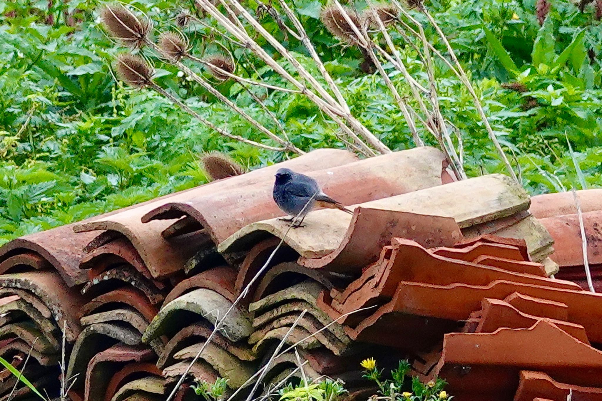 Black Redstart