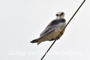 カタグロトビ 石垣島 2019年11月18日(月)