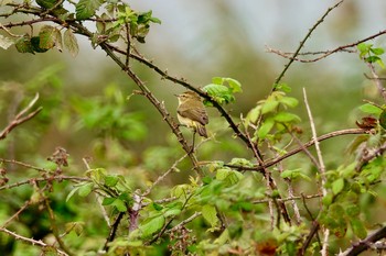 Common Chiffchaff La Rochelle Wed, 10/23/2019