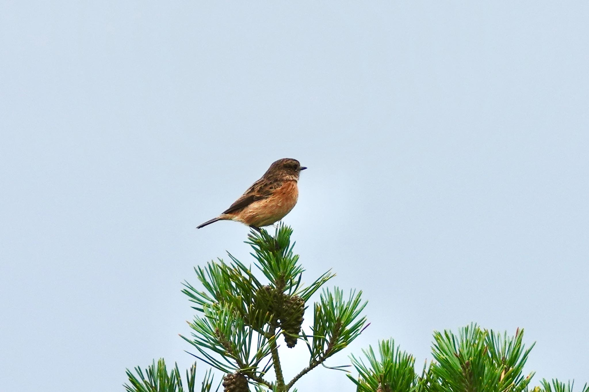 Photo of European Stonechat at La Rochelle by のどか