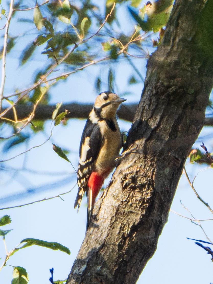 Great Spotted Woodpecker