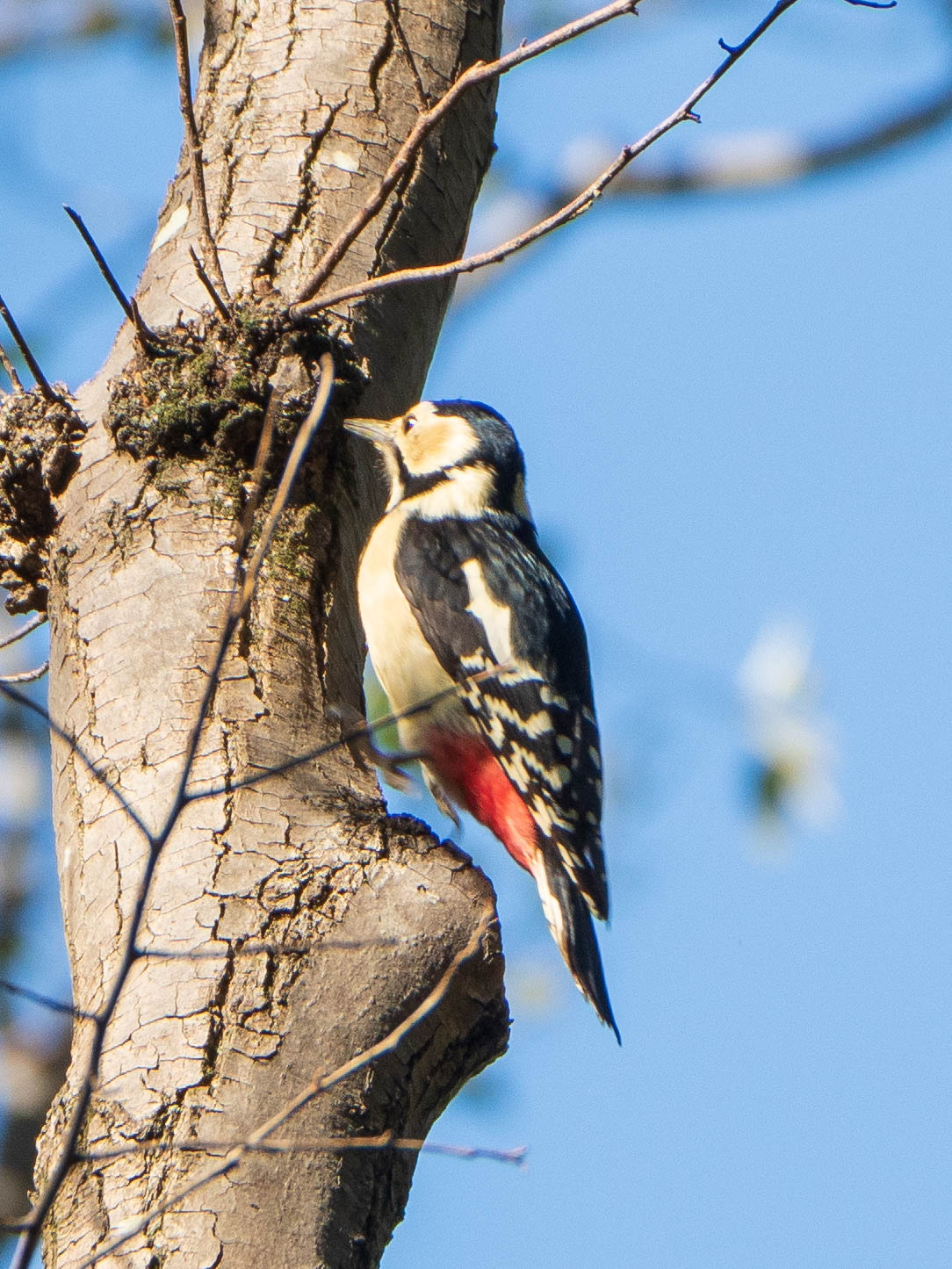 Great Spotted Woodpecker