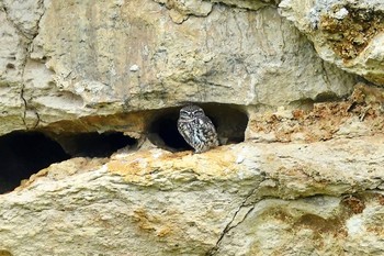 2019年10月23日(水) La Rochelleの野鳥観察記録