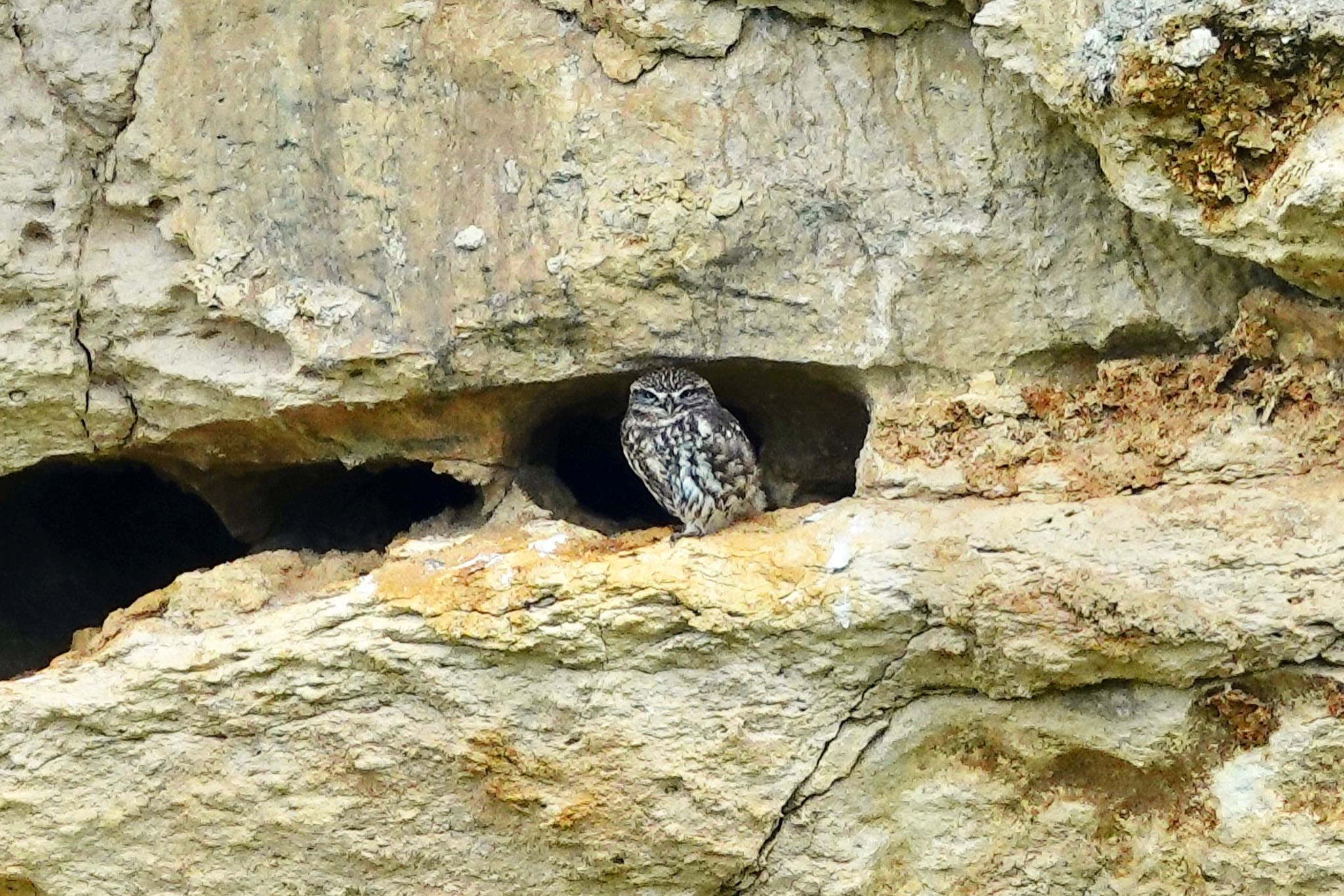 Photo of Little Owl at La Rochelle by のどか