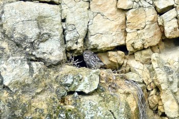 Little Owl La Rochelle Wed, 10/23/2019