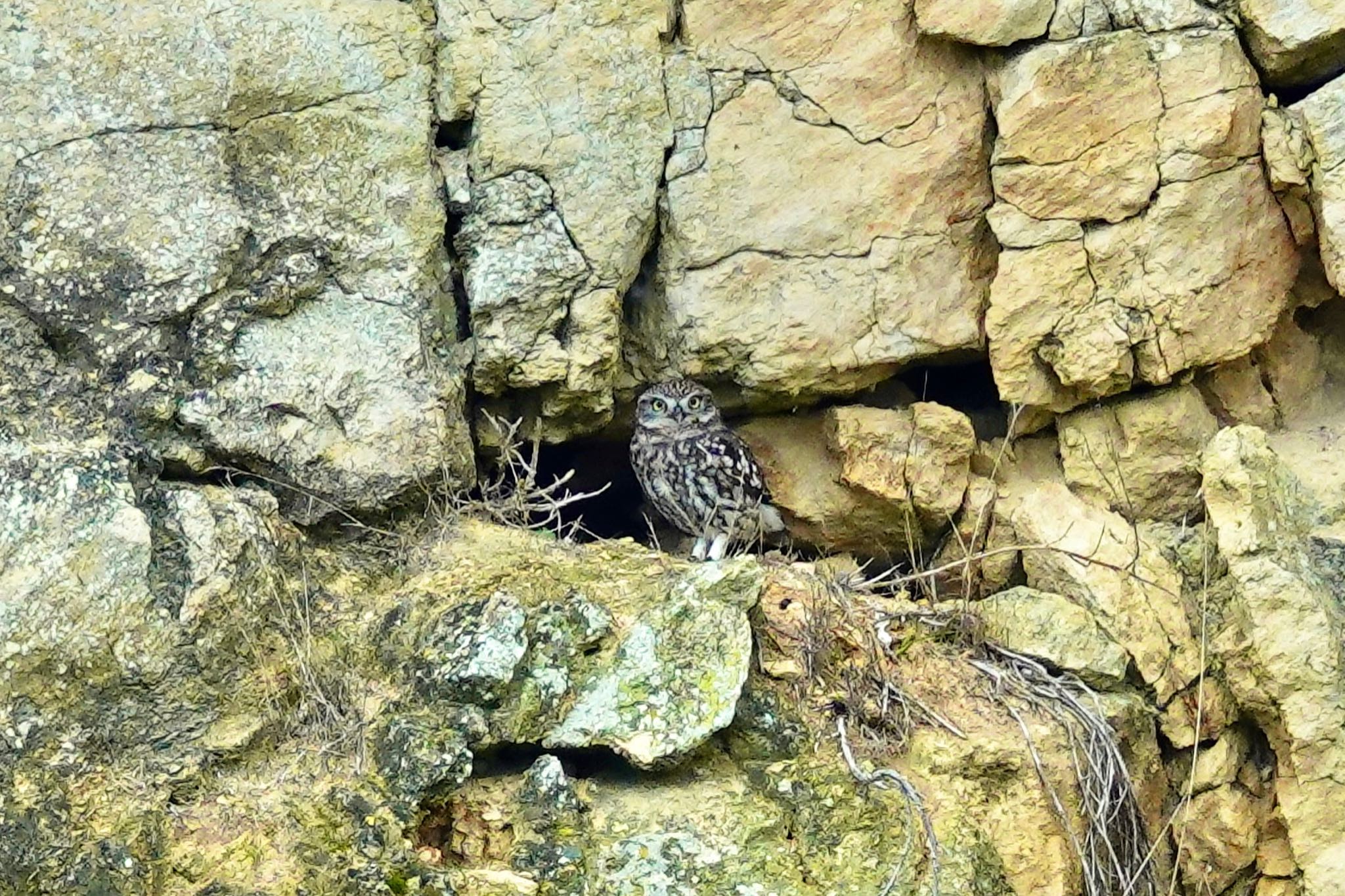 Photo of Little Owl at La Rochelle by のどか