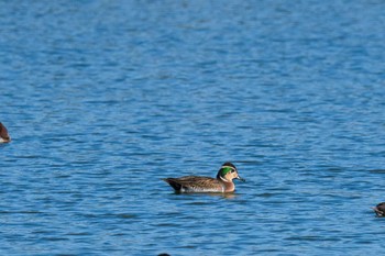 トモエガモ 山口県立きらら浜自然観察公園 2019年11月16日(土)