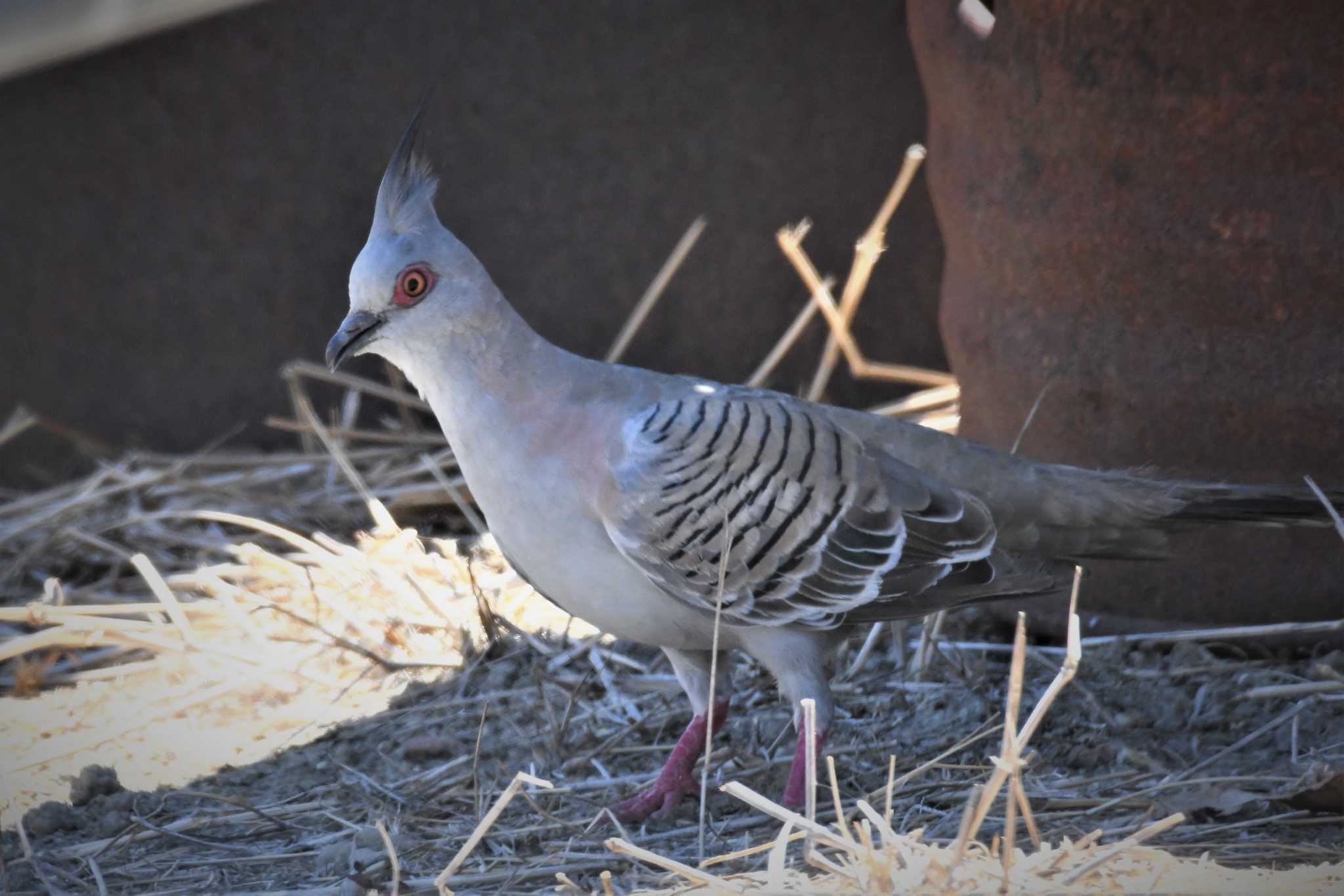 Photo of Crested Pigeon at オーストラリア,ケアンズ～アイアインレンジ by でみこ