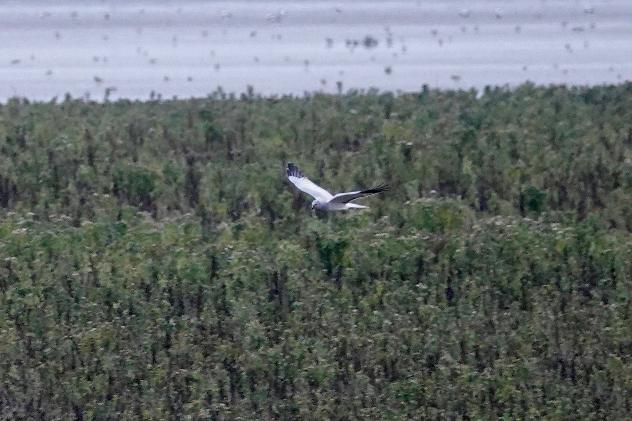 Photo of Hen Harrier at La Rochelle by のどか