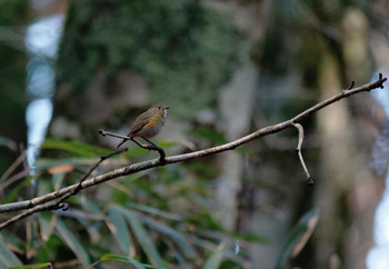 ルリビタキ 山梨県鳴沢村 2019年11月19日(火)