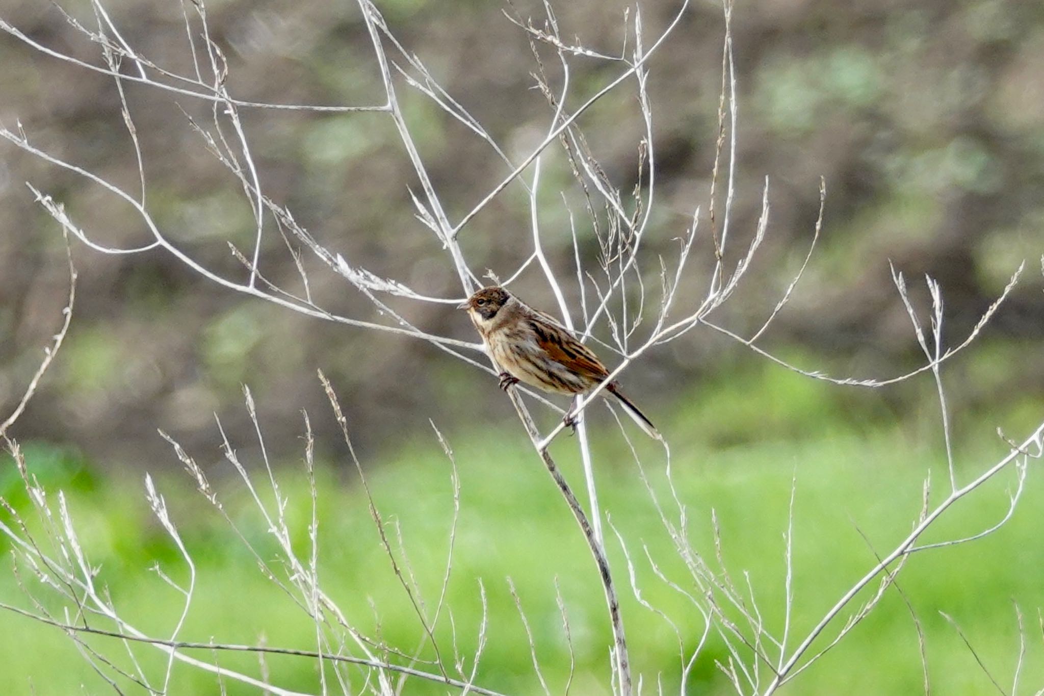 Common Reed Bunting