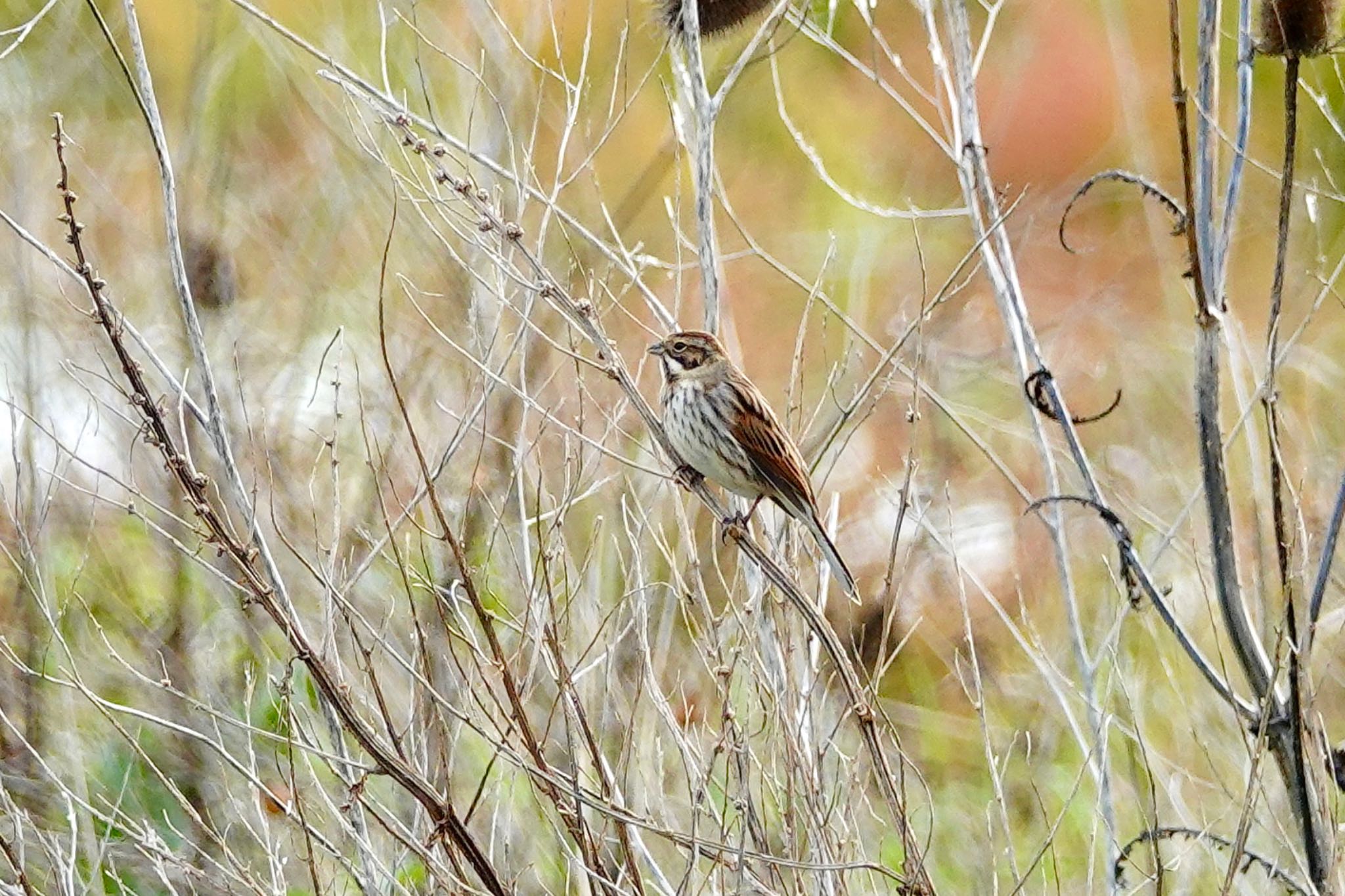 Common Reed Bunting