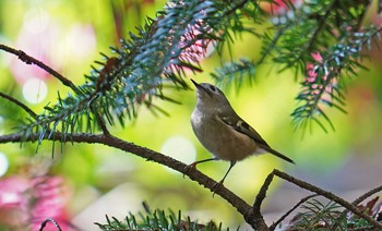 Goldcrest 東京都多摩地域 Fri, 11/15/2019