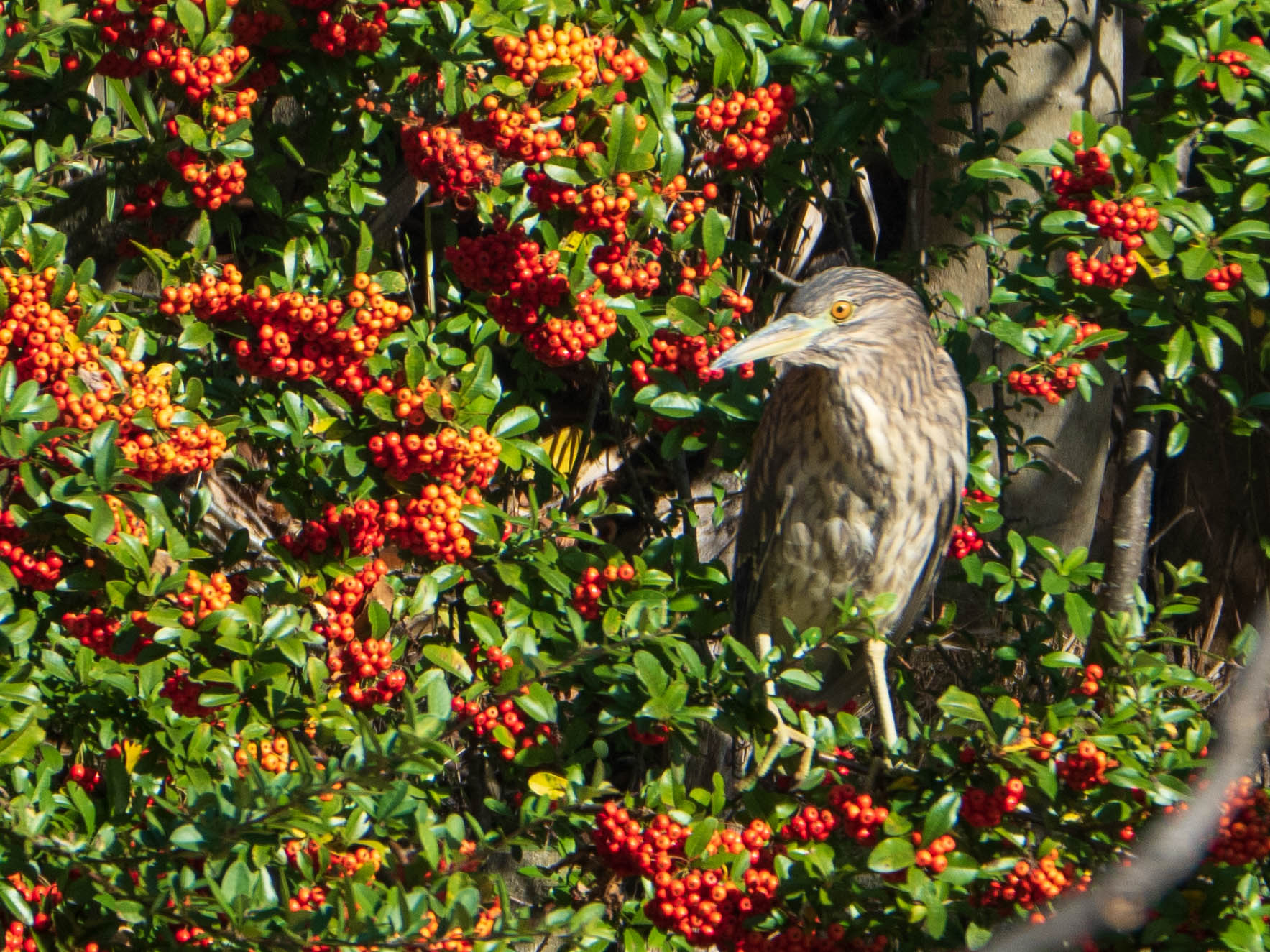 Black-crowned Night Heron