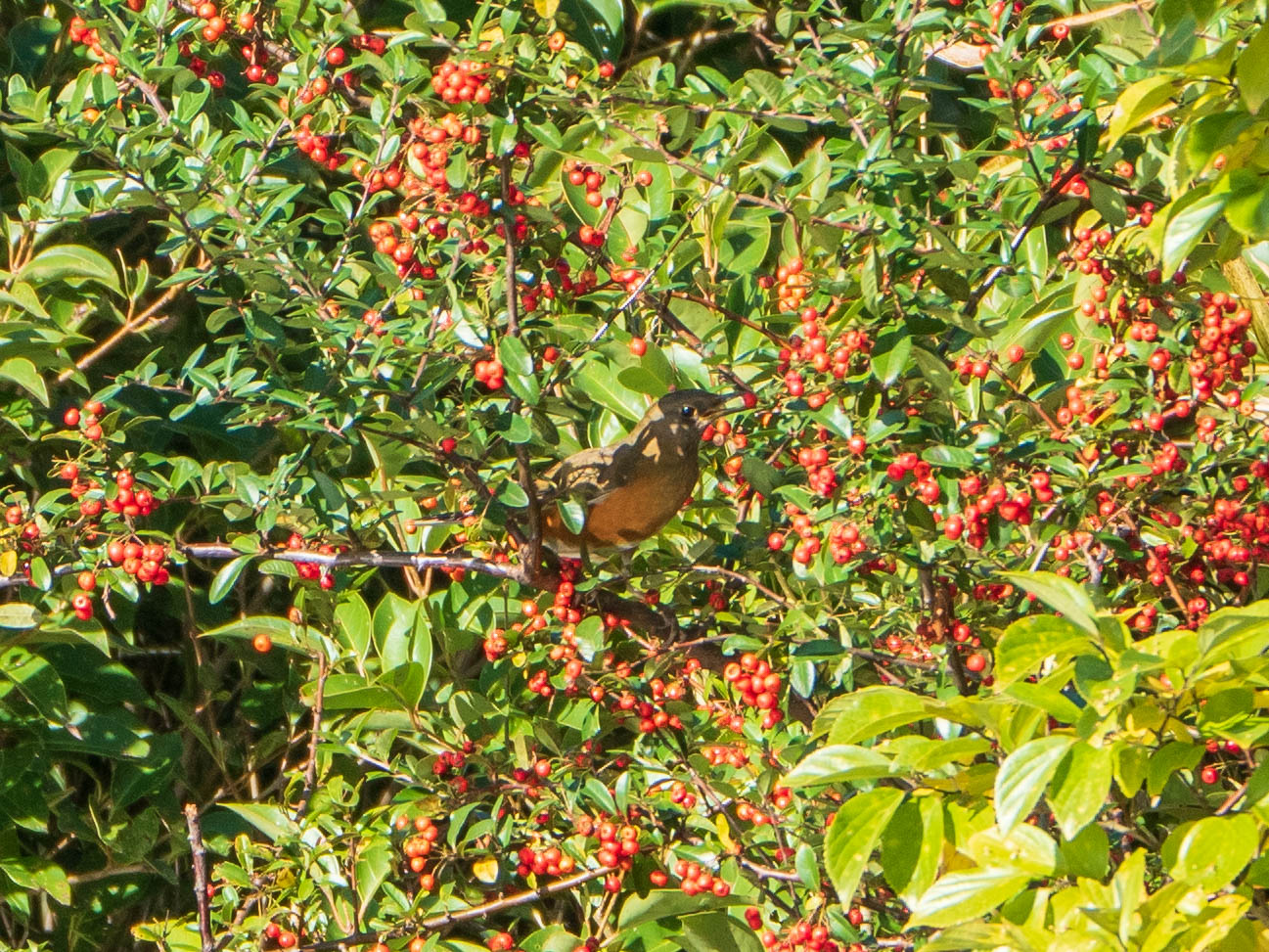 Brown-headed Thrush