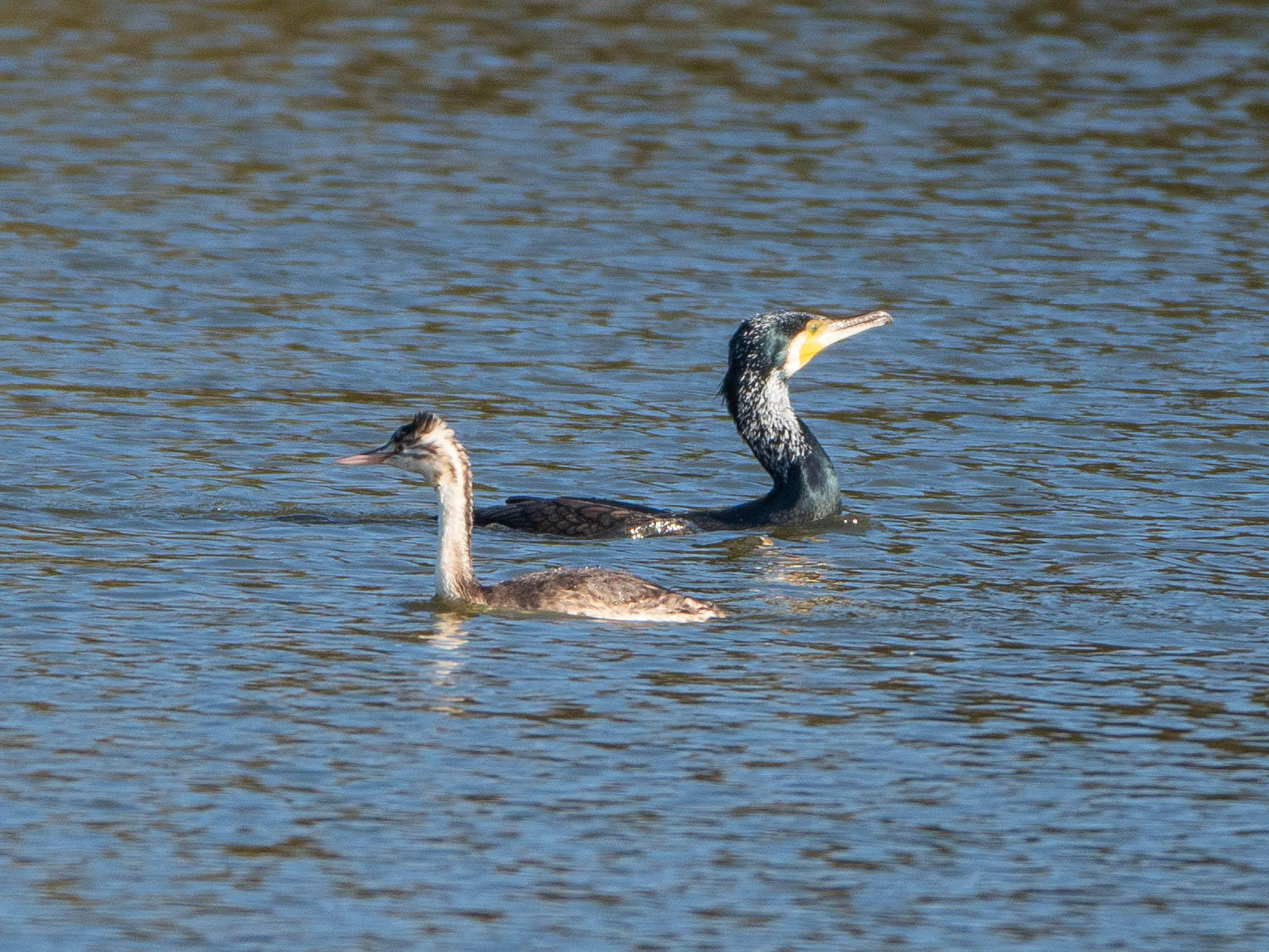 Great Crested Grebe