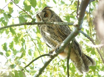 2019年11月18日(月) 寒川町の野鳥観察記録