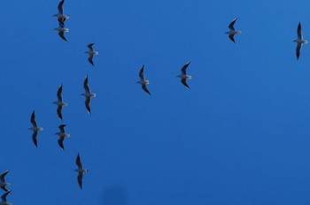 ユリカモメ 多摩川 2019年11月17日(日)