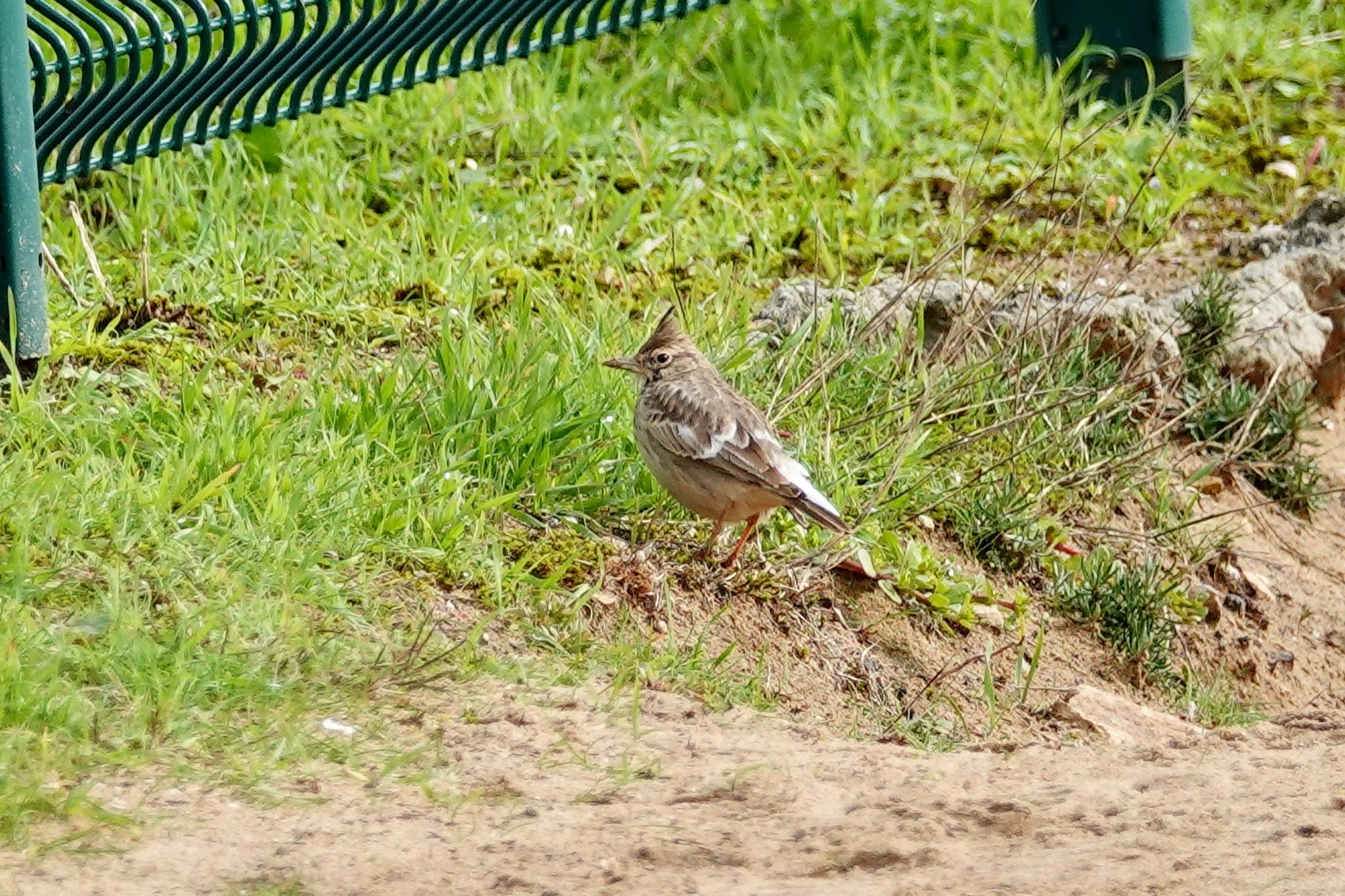 Photo of Crested Lark at La Rochelle by のどか