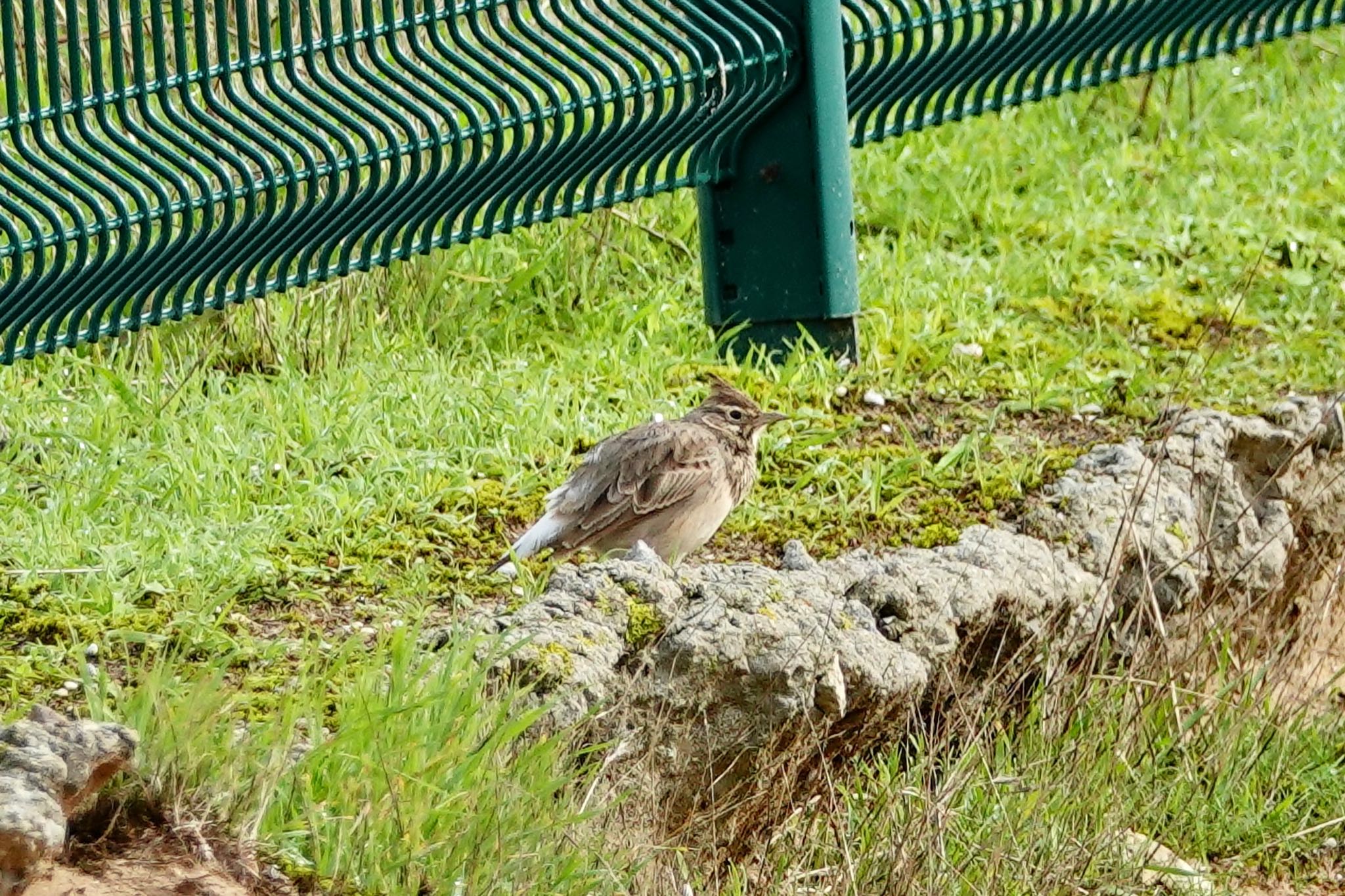 La Rochelle カンムリヒバリの写真 by のどか