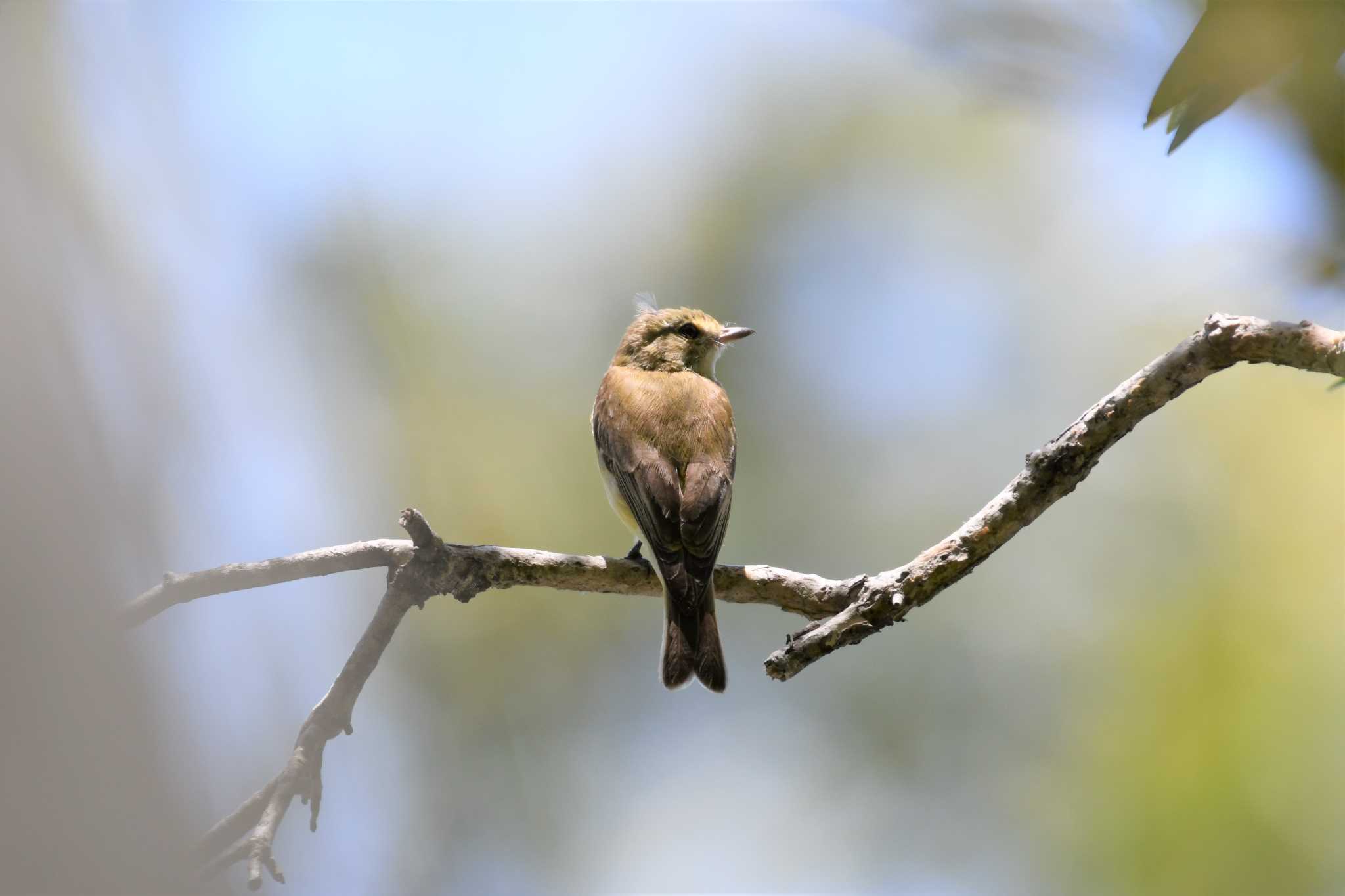 Lemon-bellied Flyrobin