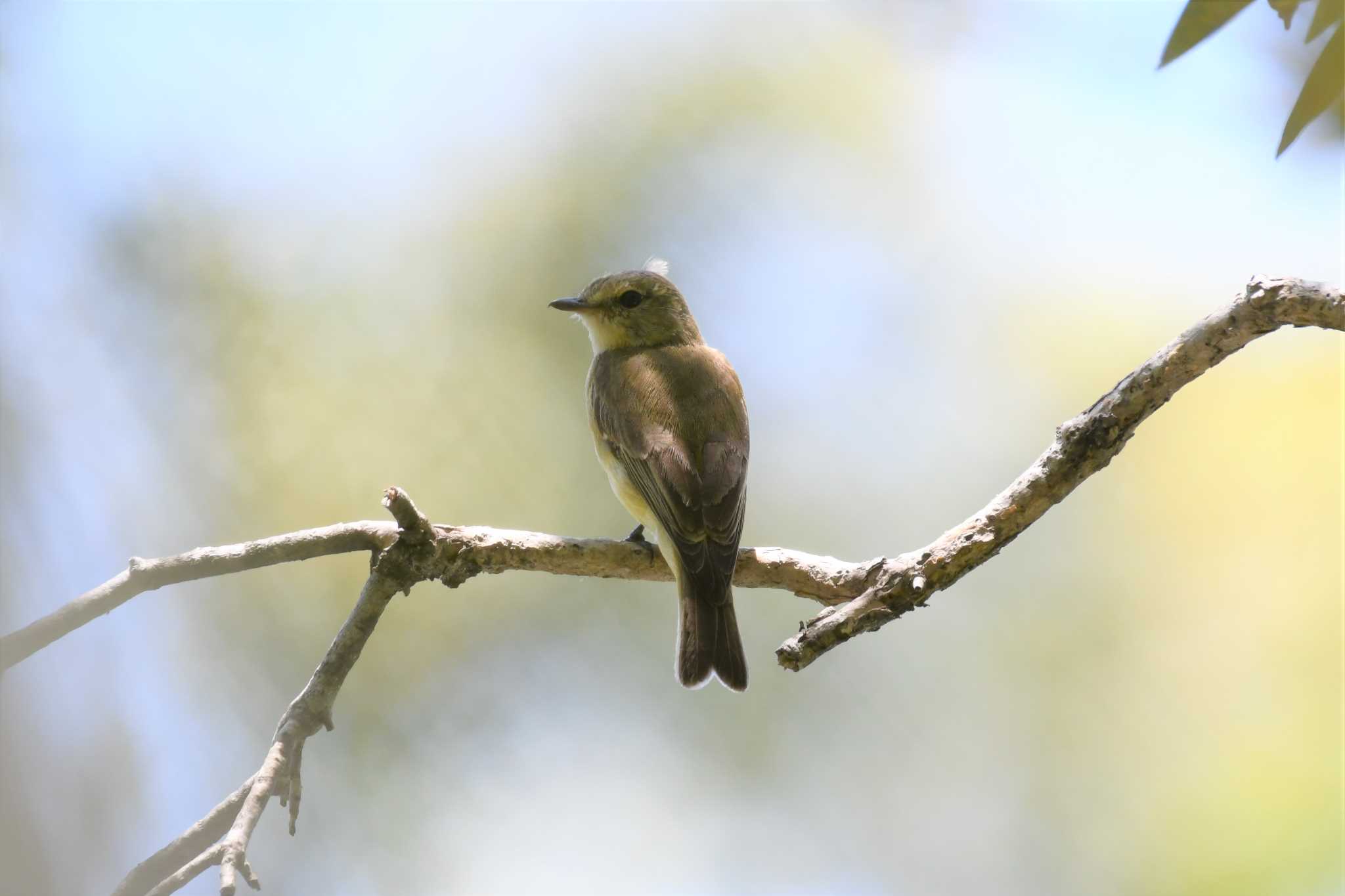 Lemon-bellied Flyrobin