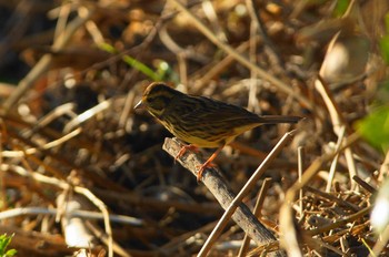 アオジ 多摩川 2019年11月17日(日)