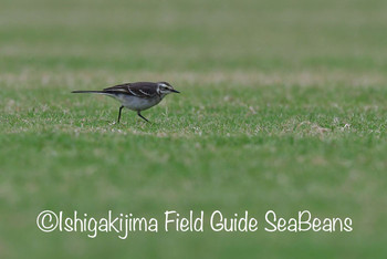 Citrine Wagtail Ishigaki Island Tue, 11/19/2019