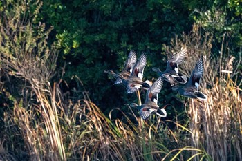 オカヨシガモ 山口県立きらら浜自然観察公園 2019年11月16日(土)