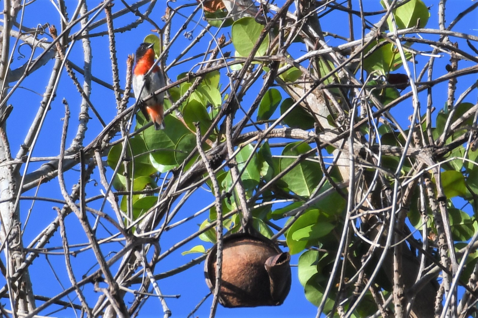 オーストラリア,ケアンズ～アイアインレンジ ヤドリギハナドリの写真 by でみこ