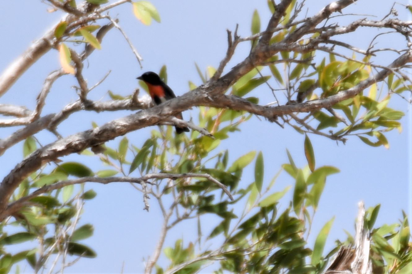 Photo of Mistletoebird at オーストラリア,ケアンズ～アイアインレンジ by でみこ